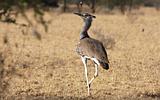 Ethiopia - 647 - Kori Bustard